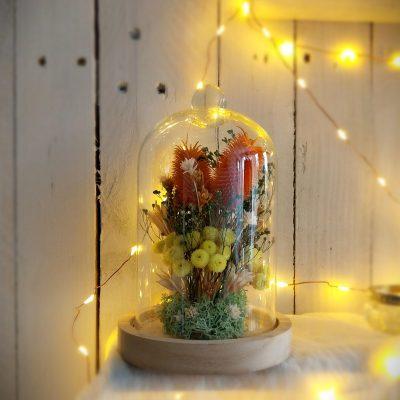 Jardin sous verre Immortelle
